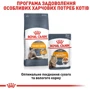 Влажный корм Royal Canin Intense Beauty Jelly для взрослых кошек 85 г (9003579311721): Вес упаковки 85 г