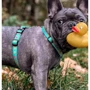 Шлейки для собак Max & Molly H-Harness - Ducklings S (4894512020429) фото 3