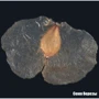 Мікроскоп Bresser Biolux ICD Stereo 20x (908554) фото 5
