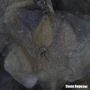 Мікроскоп National Geographic Stereo 20x (9119000) фото 7