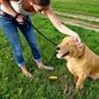 Пі Пост Simple Solution Pee Post OUTDOOR POTTY TRAINING AID для навчання собак ходити в туалет (ss13000) фото 1