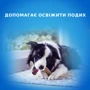 Лакомство для собак Purina Dentalife Medium средних пород для здоровья зубов и десен 115 г (12452740): Тип Стики