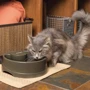 Поїлка PetSafe Drinkwell Current для собак та котів автоматичний фонтан 2.4 л коричневий (57831): Матеріал Пластик