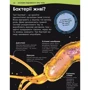 Емілі Додд: Чому кров червона? І ще 101 чому про людське тіло: ISBN 978-0-2416-1824-0