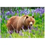 Пазл Castorland 500 тварини Ведмідь на лузі (0505-52677): Виробник CASTORLAND