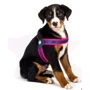 Шлейка Max & Molly Q-Fit Harness - Matrix Pink XXS (4894512017030): Виробник Max & Molly