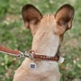 Ошейник WAUDOG Soft с металлическими украшениями, коричневый верх 20 мм 30-39 см с QR ПАСПОРТОМ коричневый (7197): Рассрочка Кредит, 4 месяца, 6 месяцев, 8 месяцев, 15 месяцев, 25 месяцев, 20 месяцев, 36 месяцев