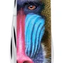 Мультитул Victorinox TINKER ANIMAL Обезьяна Мандрил (Vx14603.3_F1070pw): Количество инструментов 12