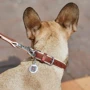 Ошейник WAUDOG Soft, коричневый верх 15 мм 27-36 см с QR паспортом коричневый (7189): Рассрочка Кредит, 4 месяца, 6 месяцев, 8 месяцев, 15 месяцев, 25 месяцев, 20 месяцев, 36 месяцев