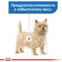 Вологий корм Royal Canin Light Weight Care Adult для собак для собак різних розмірів, схильних до надмірної ваги 85 г (11780019): Клас Супер премиум