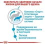 Сухой корм для щенков Royal Canin Maxi Starter крупных пород и беременных собак 4 кг (2994040): Класс Супер премиум
