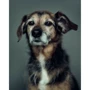 Vincent Lagrange: The Dogs. Human Animals фото 6