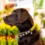Нашийник для собак Max & Molly Urban Pets Smart ID Collar - Monkey Maniac/XS 22-35 см (4894512050570): Призначення Для всех пород