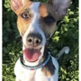 Ошейник Max & Molly Smart ID Collar - Little Monsters/L для собак (4894512021099): Производитель Max & Molly