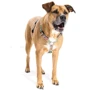 Шлейка для собак Max & Molly Urban Pets H-Harness - Comic/М 2 см 53-69 см (4894512013698) фото 4