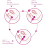Вагинальные шарики Hulamy Kegel Balls