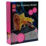 Модель анатомия уха Edu-Toys сборная, 7,7 см (SK012): Производитель EDU-Toys
