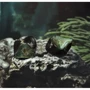 Наушники Shanling ME800 Green: Тип крепления крепление на ушах