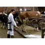 Gloria 505T Profline, 5 л (000506.0000): Тип харчування бензин