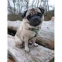 Шлейка для собак Max & Molly Urban Pets H-Harness - Donuts/М 2 см 53-69 см (4894512016330) фото 7