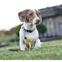 Ошейник для собак Max & Molly Urban Pets Smart ID Collar - Matrix Yellow/XS 22-35 см (4894512017979): Тип Обычные