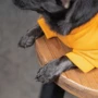 Толстовка Pet Fashion Superdog L (4823082420315): Довжина спини 37-40 см