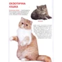 Велика книжка. Кішкі: ISBN 978-617-7352-57-9