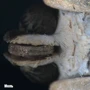 Мікроскоп National Geographic Stereo 20x фото 5