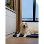 Матрас Lucky Pet Харлей №4 синий 60х90х5 см (213255): Тип Лежак