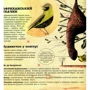 Даніель Нассар: Архітектори у світі тварин: Количество страниц 32