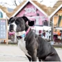 Нашийник Max & Molly 2012 Urban Pets Smart ID Collar - Magical/M з принтом Магії (4894512052697): Довжина 34-55 см