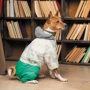 Костюм для собак Pet Fashion MAN S (4823082427598): Размер животного Маленькие
