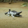Трансформер Hasbro TRA MV7 Ba Beast Battle Master Crescent серии 7: Восхождение Звероботов (F3895_F4601)