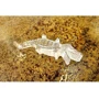 3D форма для льда Suck Uk Крокодил (ICECROC1) фото 1