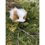 Мягкая игрушка Hansa Морская свинка коричневая с белым, 20 см: Тип домашние питомцы