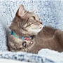 Нашийник для кішок Max & Molly 10 см 22-35 см (4894512021051) фото 2