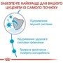 Сухой корм для щенков Royal Canin Maxi Puppy крупных пород 4 кг (30060400): Порода Крупные