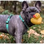 Шлейка для собак Max & Molly Urban Pets H-Harness - Ducklings/L 2 см 70-98 см (4894512020443) фото 3