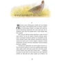 Червона Шийка: Виробник Ранок