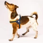 Шлейка для собак Max & Molly Q-Fit Harness - Matrix Orange XXS (4894512017238) фото 3