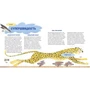 Євгенія Гюнтер: Суперзвірята: ISBN 978-617-7966-29-5