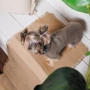 Вишиванка Pet Fashion Marco S (4823082430369): Тип Вышиванки