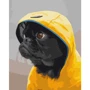 Картина по номерам Brushme Мопс в худи 40x50 см (BS52614)