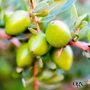 OGX Argan oil of Morocco Кондиціонер відновлює з аргановою олією 385 ml фото 7