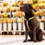 Шлейка для собак Max & Molly Urban Pets H-Harness - Monkey Maniac/L 2 см 70-98 см жовта (4894512050419) фото 4