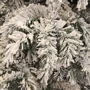 Сосна искусственная Black Box Dinsmore Frosted зеленая со снегом, 0.45м: Производитель Black Box