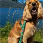 Поводок короткий для собак Max & Molly Short Leash - Tropical XS (4894512025042): Ширина 15 мм