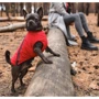 Жилет Pet Fashion E.Vest красный SМ (4823082424467): Размер S-M