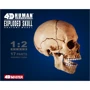 Объемная анатомическая модель 4D Master Череп человека (FM-626111) фото 11