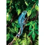 Растение Hagen Jungle Vine Small (015561230858) фото 1